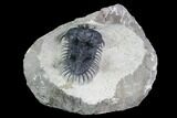 Short-Fork Walliserops Hammi Trilobite - Foum Zguid, Morocco #102876-3